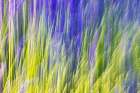 Aurel-Vaucluse-Alpes-Cote dAzur-France Motion blur view of a lavender field Art Print